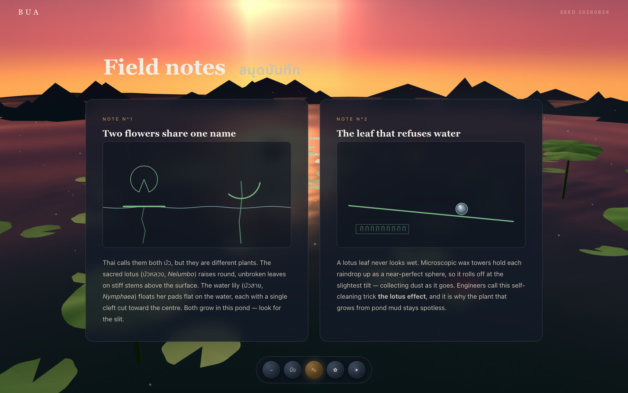 บัว BUA — Field notes — the two flowers, drawing themselves